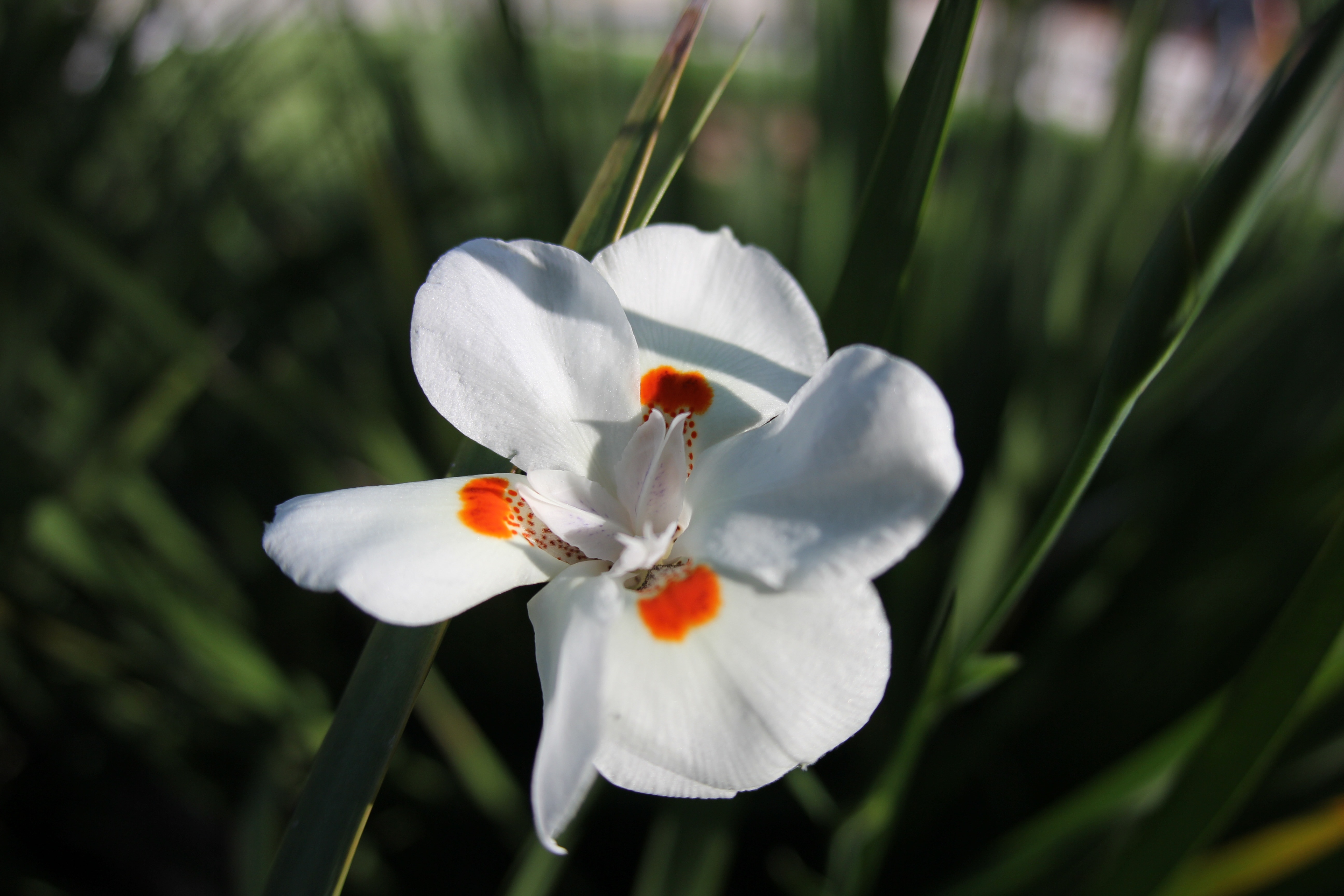 white and orange iris