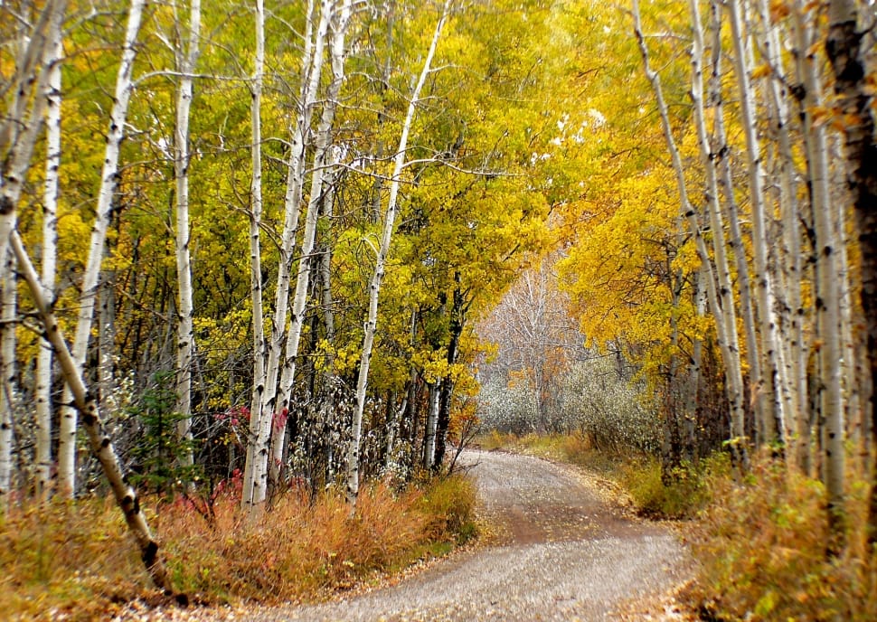 Autumn forest in Calgary Alberta preview