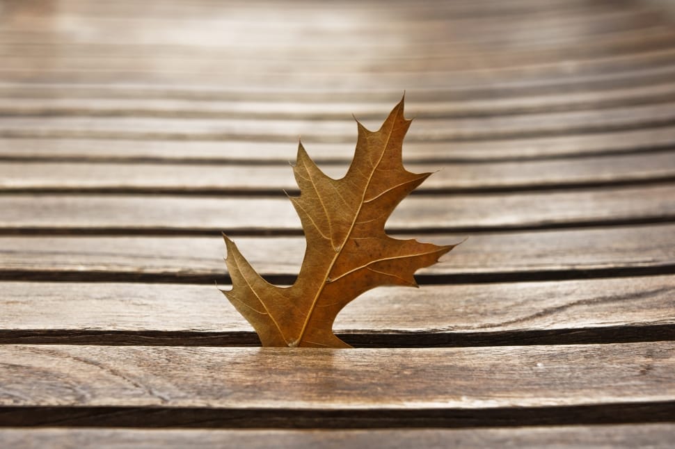 dried maple leaf preview