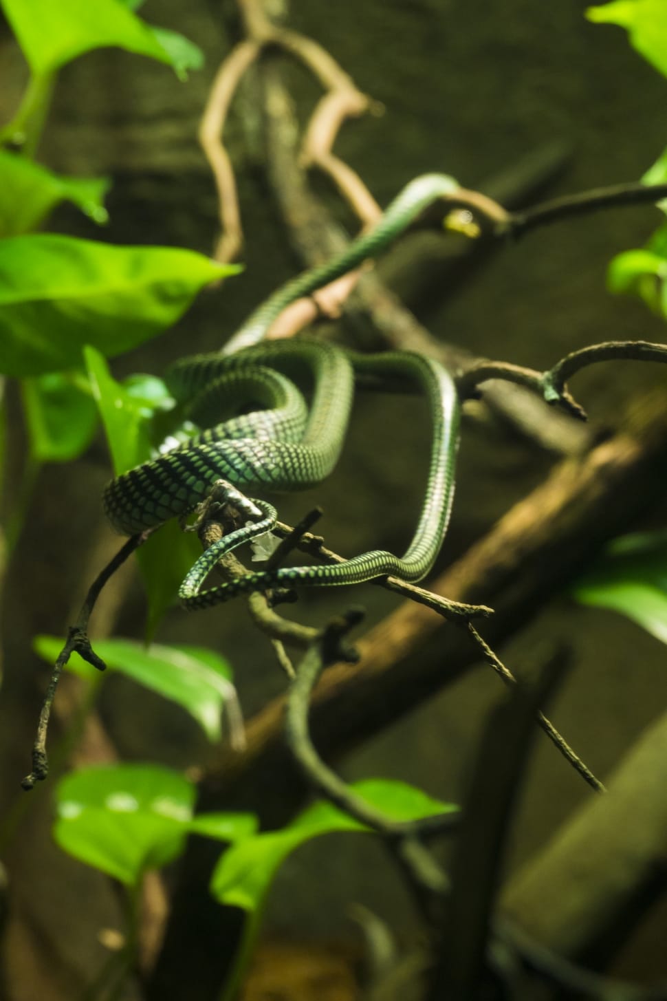 green snake on tree branch preview