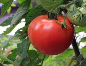 red tomato fruit thumbnail