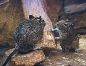 two black-and-brown rodents communicating thumbnail