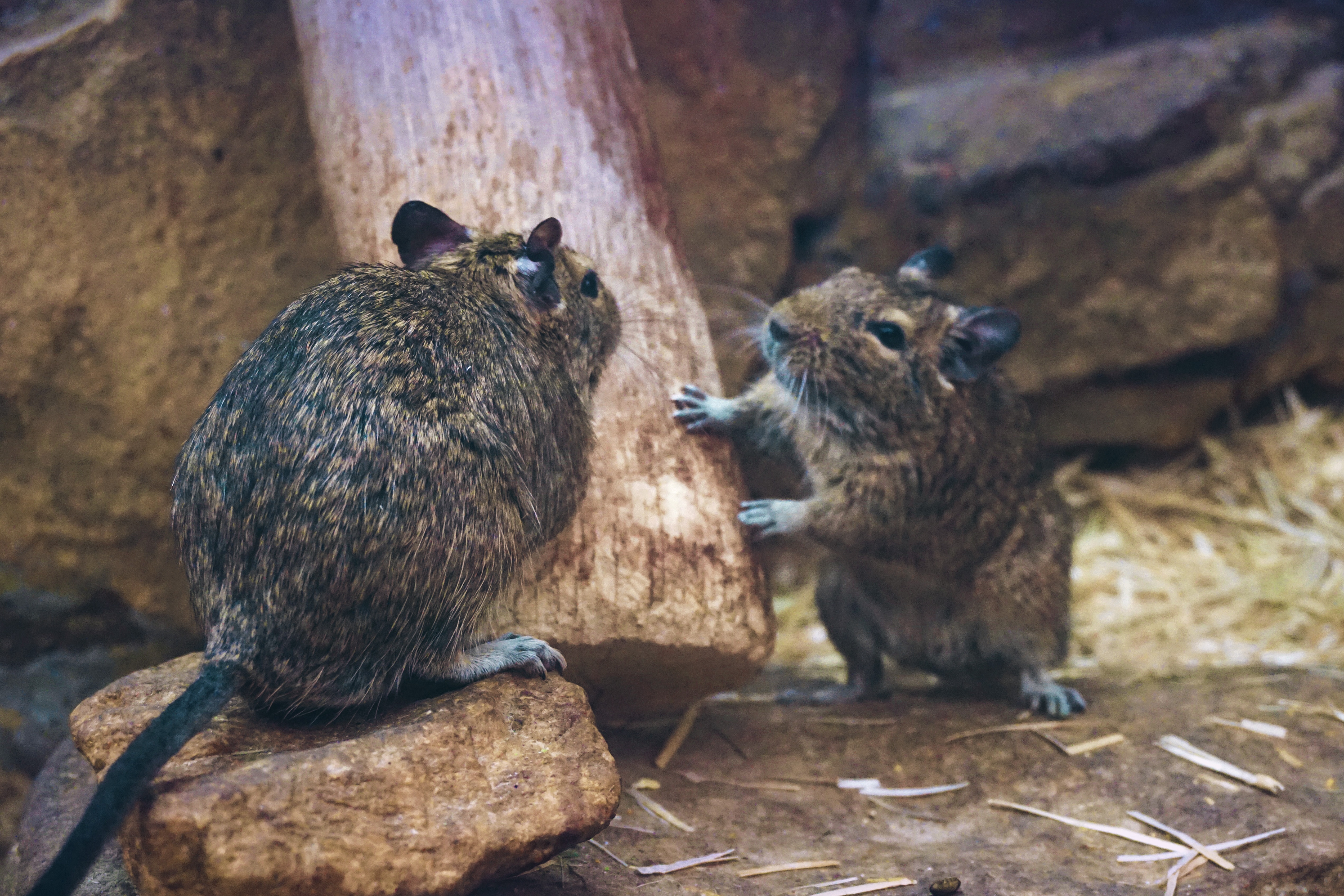 two black-and-brown rodents communicating
