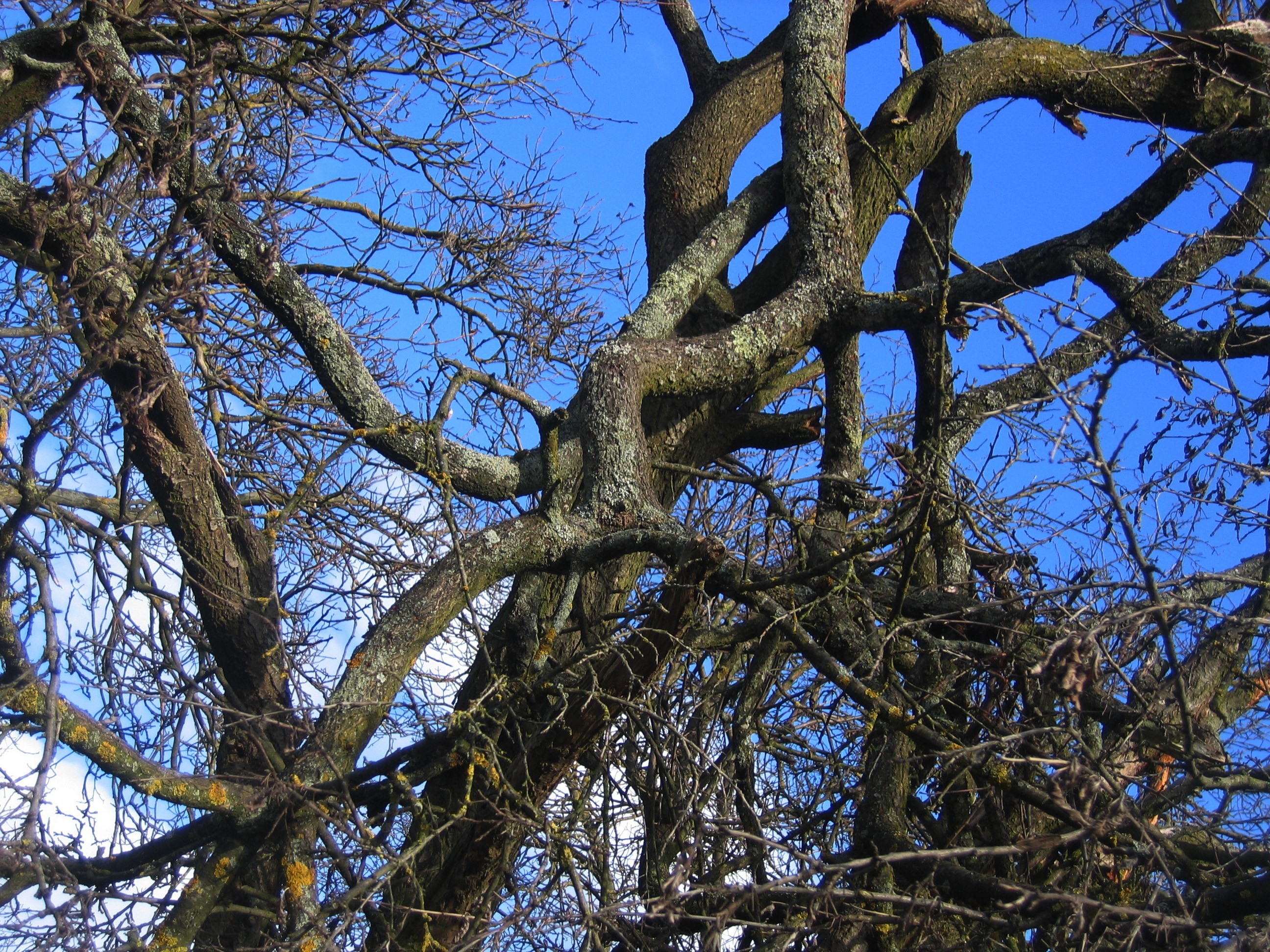 brown tree branch