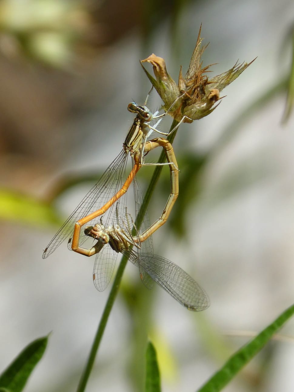 brown dragonflies preview
