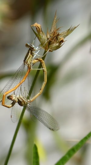 brown dragonflies thumbnail