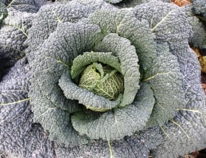 cabbage vegetable thumbnail