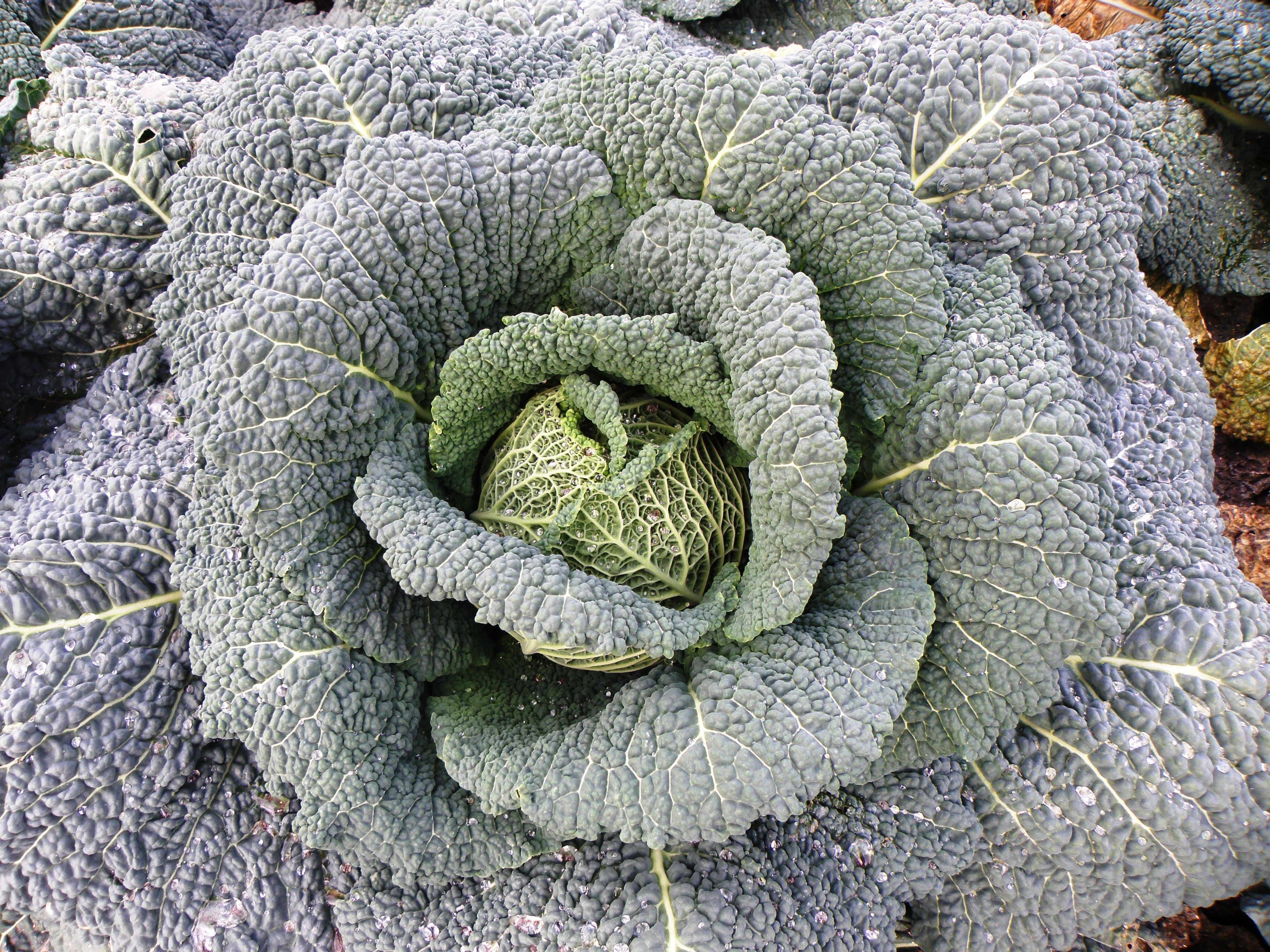 cabbage vegetable
