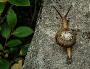 snail on concrete thumbnail
