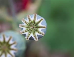 green and white flower plant thumbnail