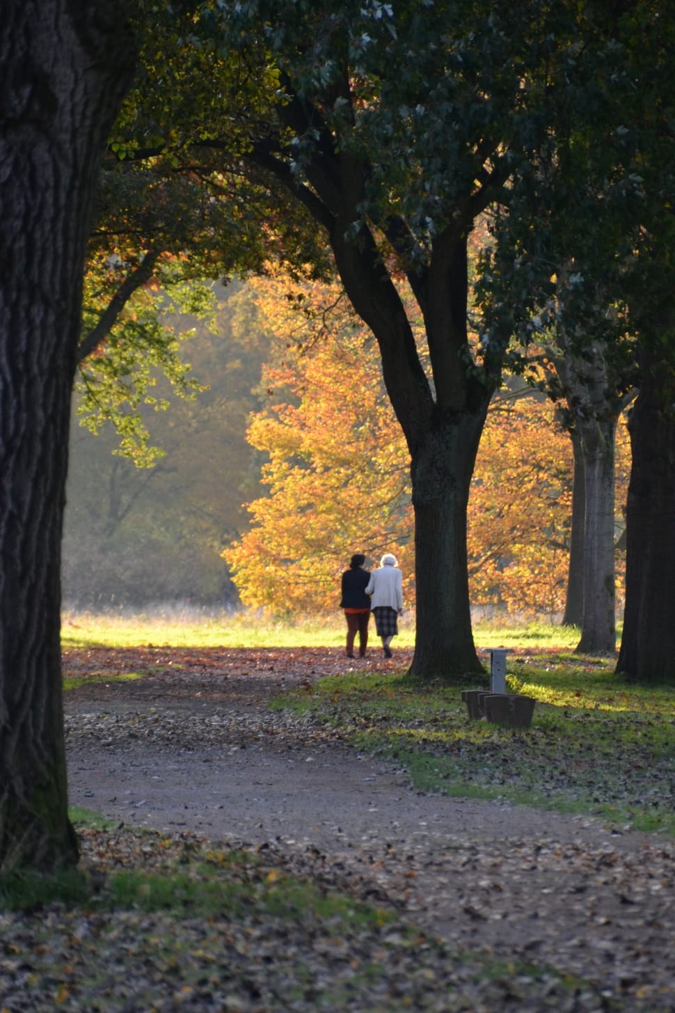 two people walking near trees during daytime preview
