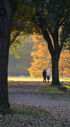 two people walking near trees during daytime thumbnail