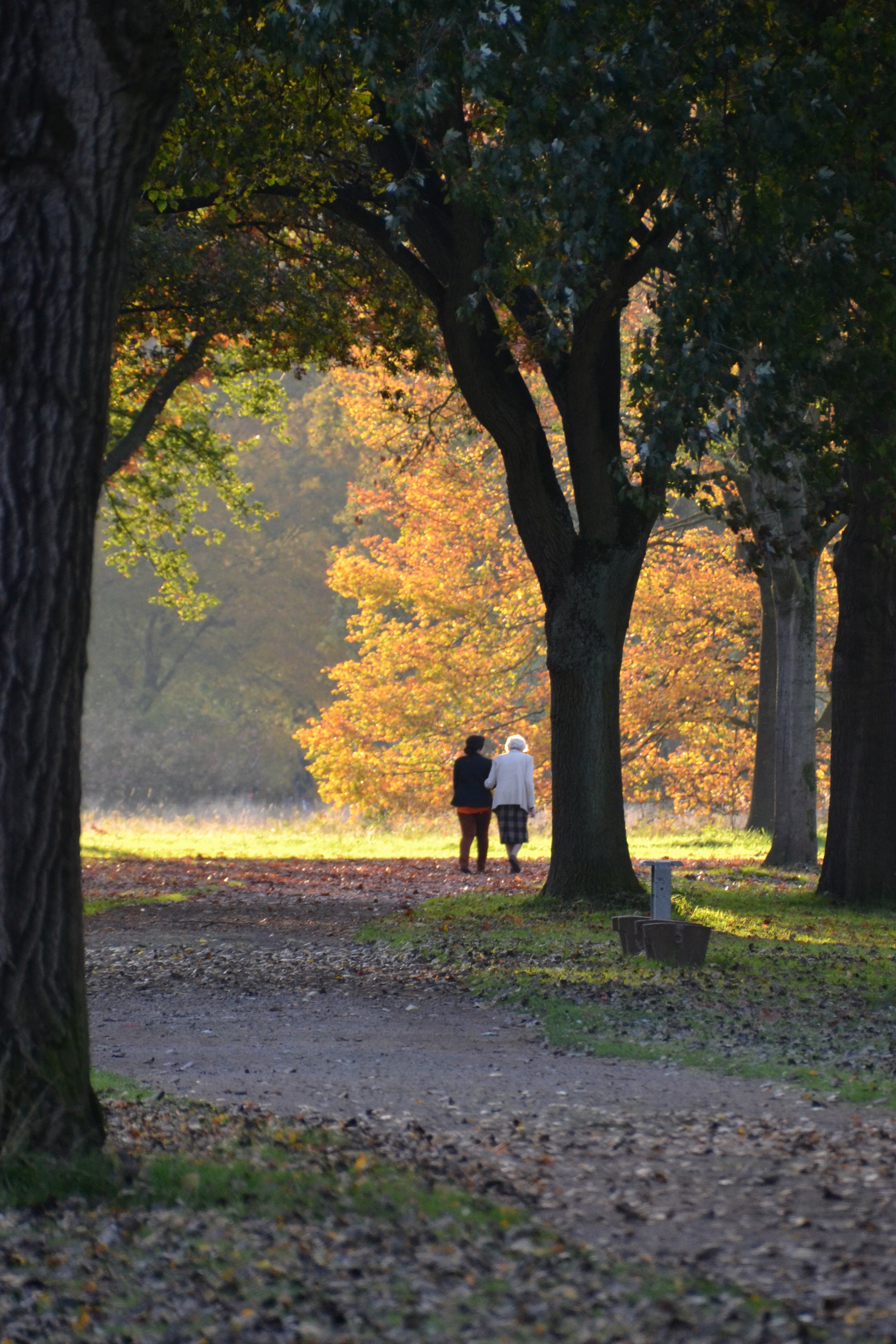 two people walking near trees during daytime