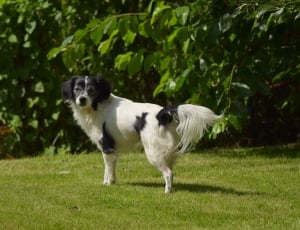 black and white long coated dog thumbnail