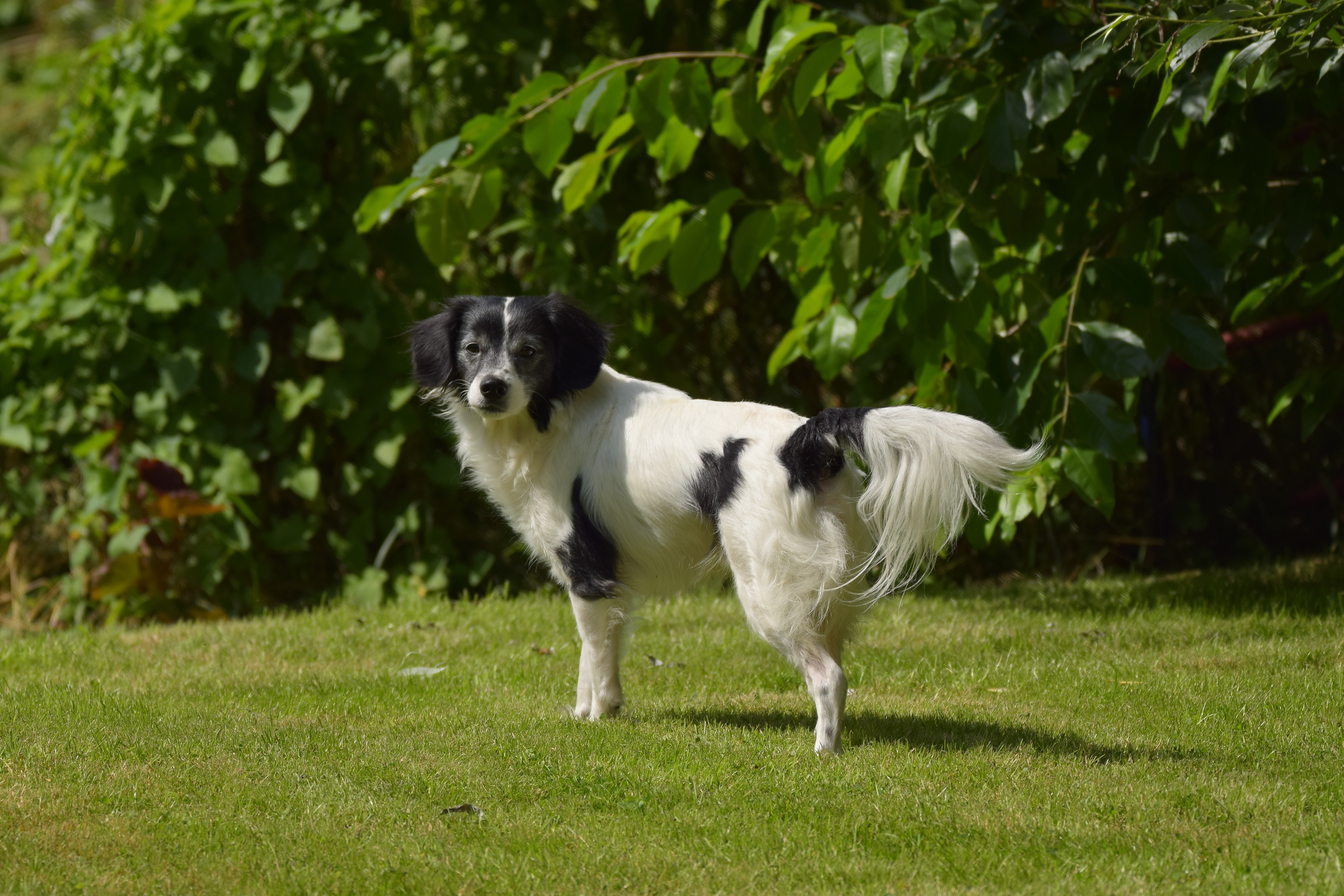 black and white long coated dog