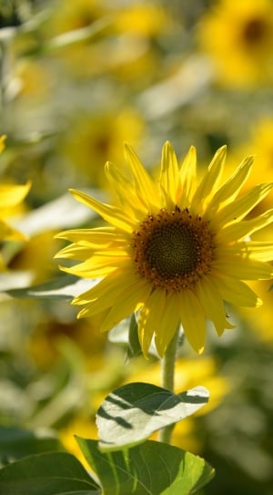yellow sunflower blooming at daytime thumbnail