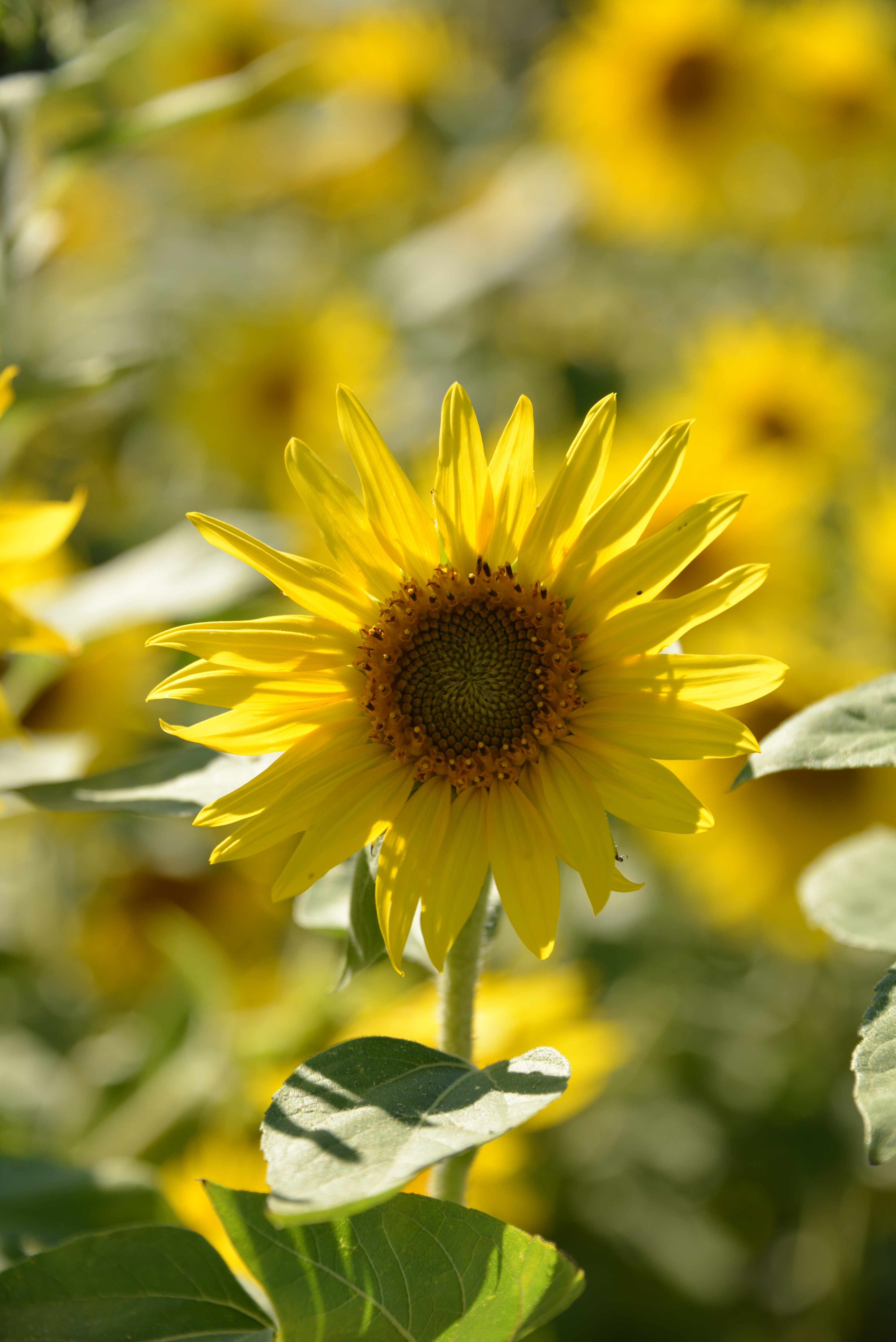 yellow sunflower blooming at daytime
