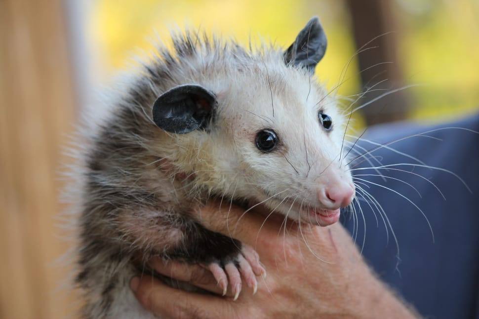 Rodent, Possum, Mammal, Animal, Opossum, one animal, human hand preview