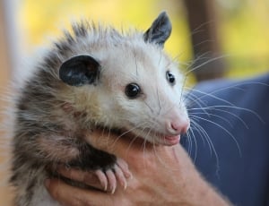 Rodent, Possum, Mammal, Animal, Opossum, one animal, human hand thumbnail