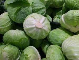 cabbage vegetables thumbnail