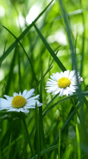 two white and yellow flowers on green grass thumbnail