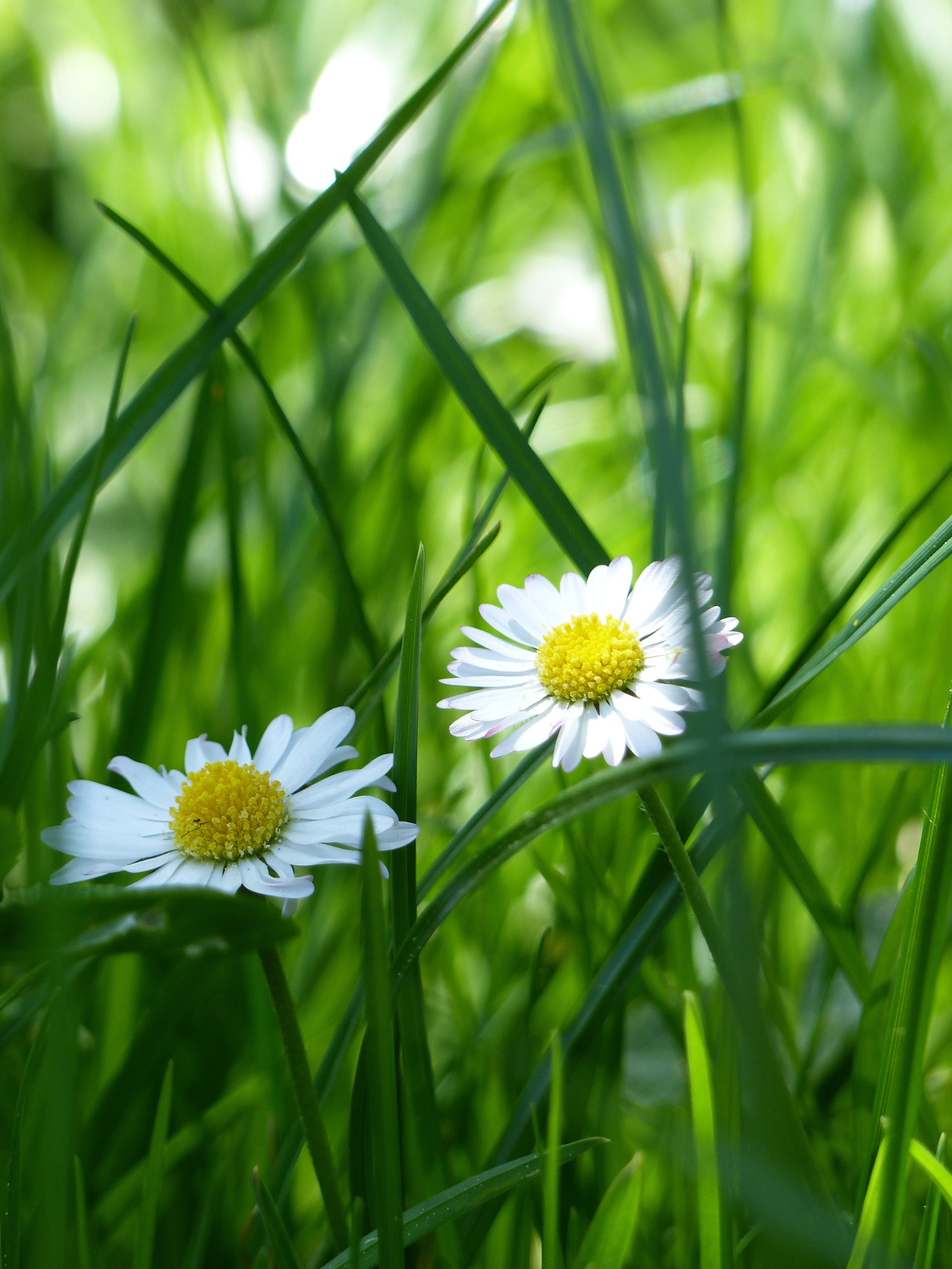 two white and yellow flowers on green grass