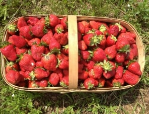 Basket, Summer, Strawberry, Strawberries, agriculture, harvesting thumbnail