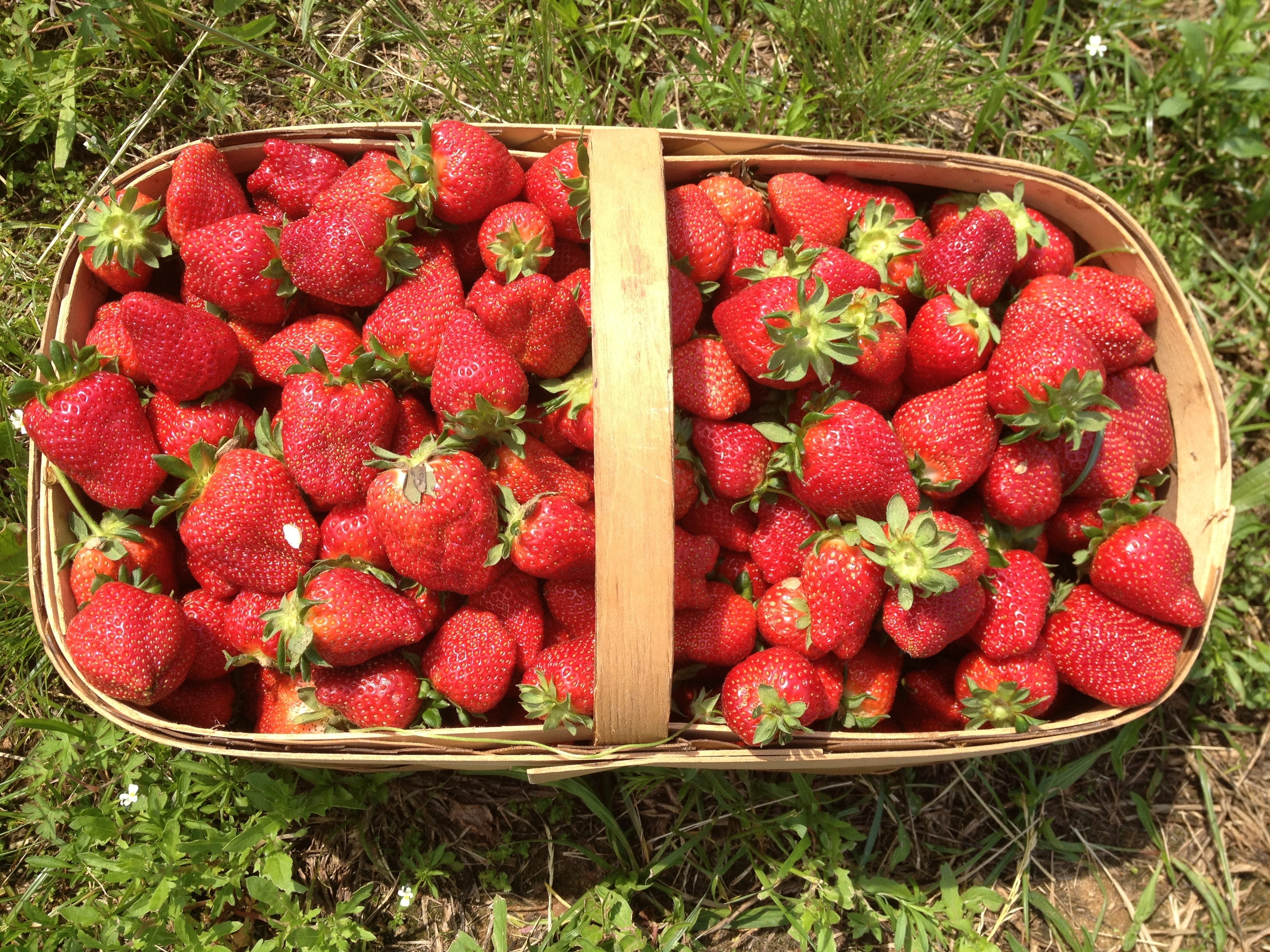 Basket, Summer, Strawberry, Strawberries, agriculture, harvesting