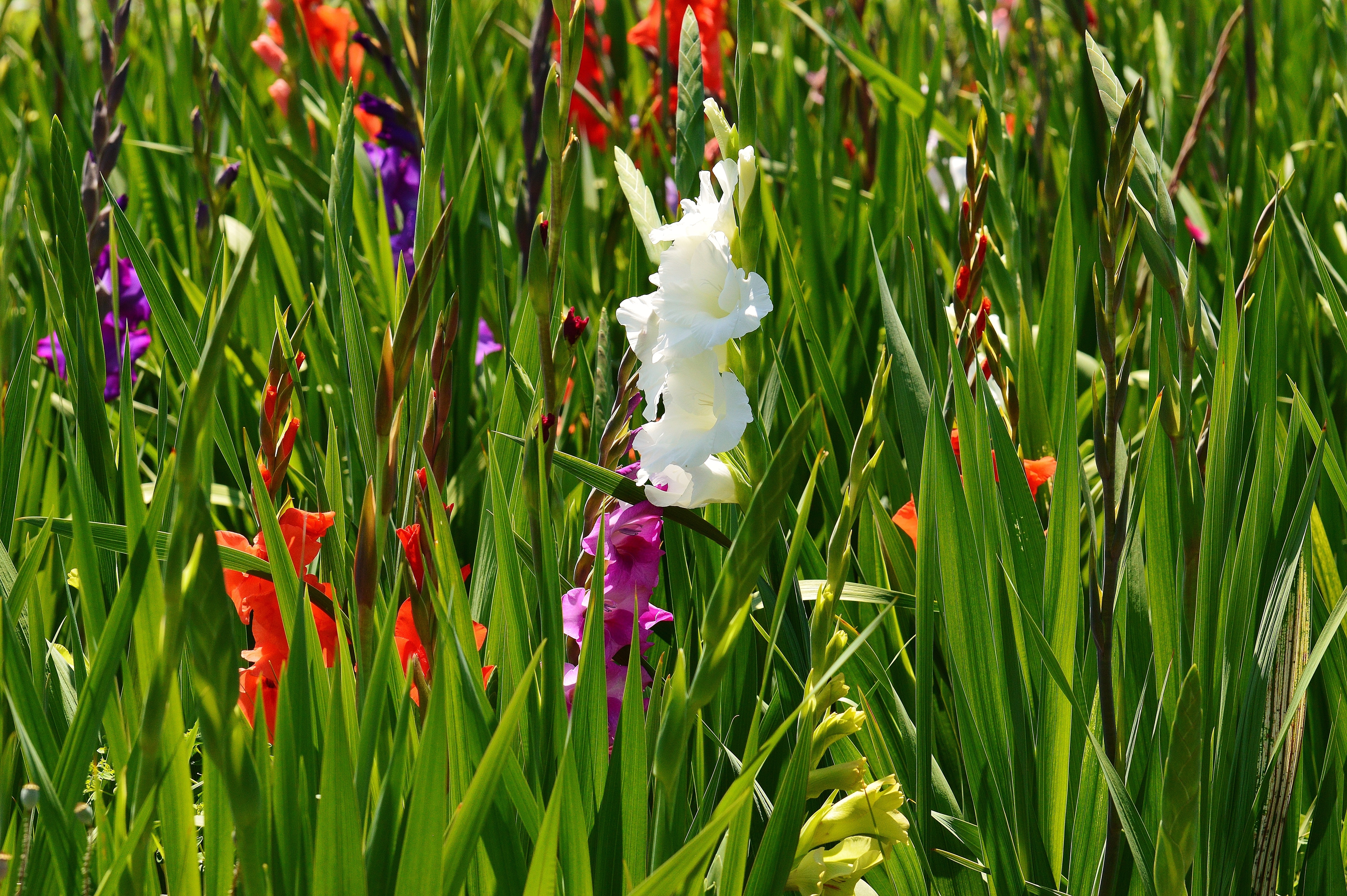 white purple and red flowers