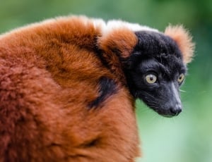 Red Ruffed Lemur thumbnail