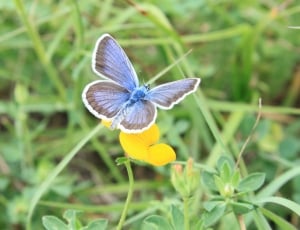 blue and brown butterfly thumbnail
