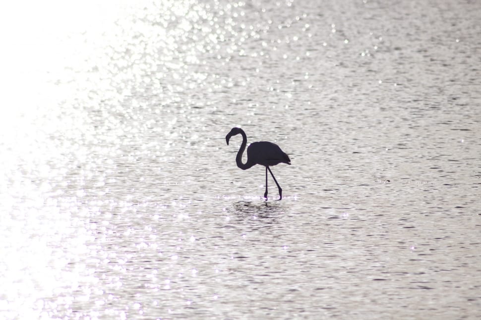 silhouette of flamingo preview