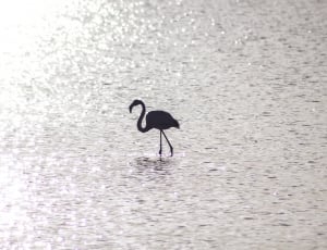 silhouette of flamingo thumbnail