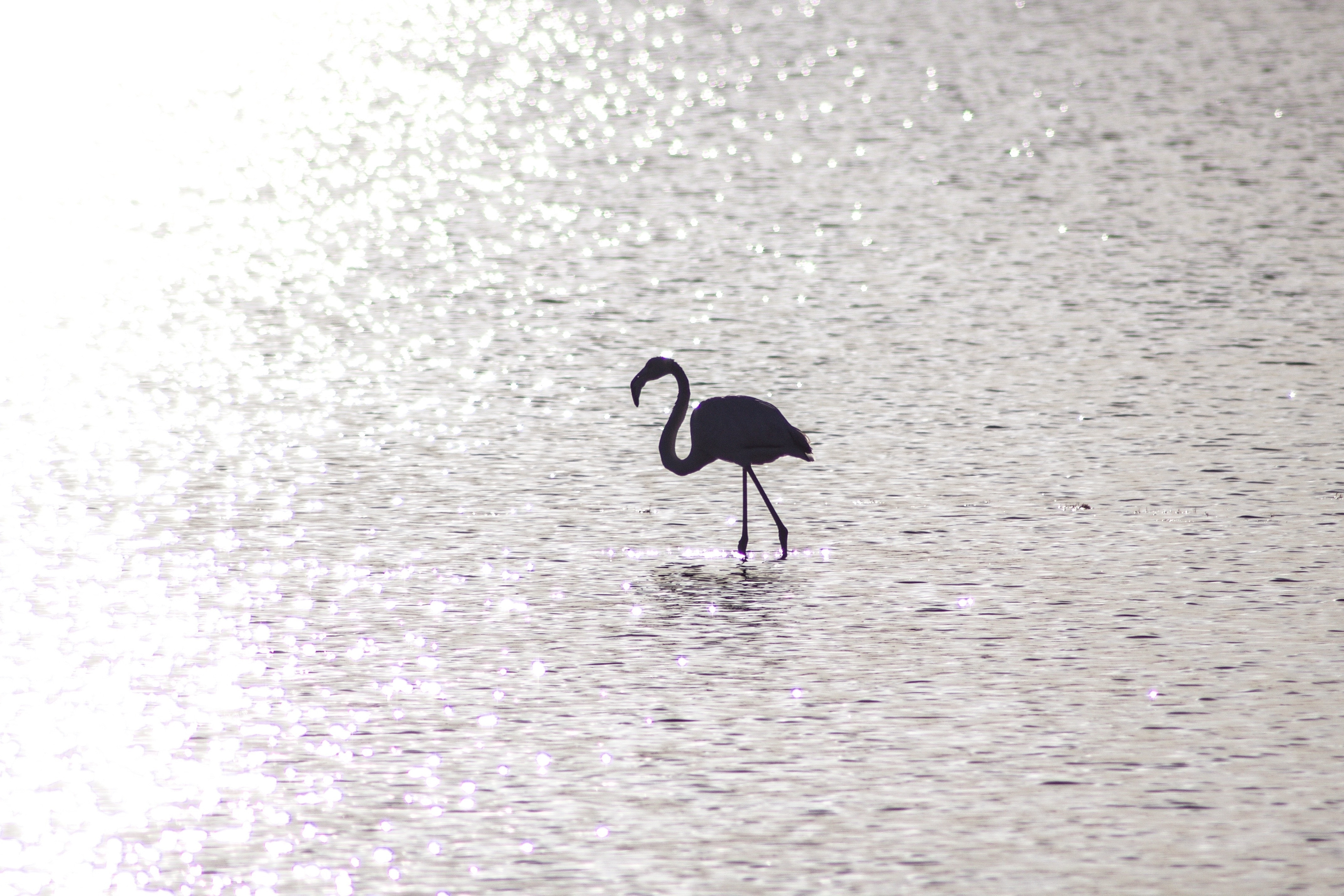silhouette of flamingo