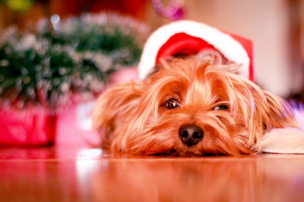 black and tan yorkshire terrier in santa suit preview