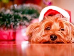 black and tan yorkshire terrier in santa suit thumbnail