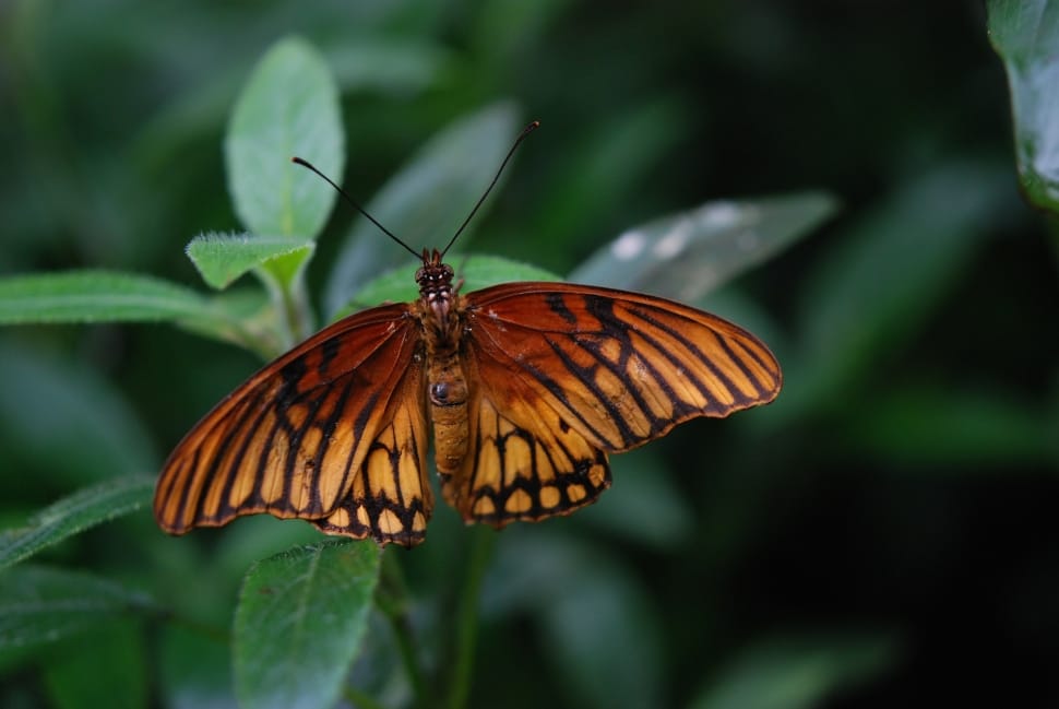 red and black longwinged butterfly preview