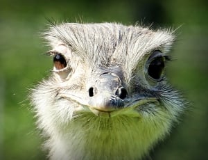 close-up photography of gray and white ostrich face thumbnail