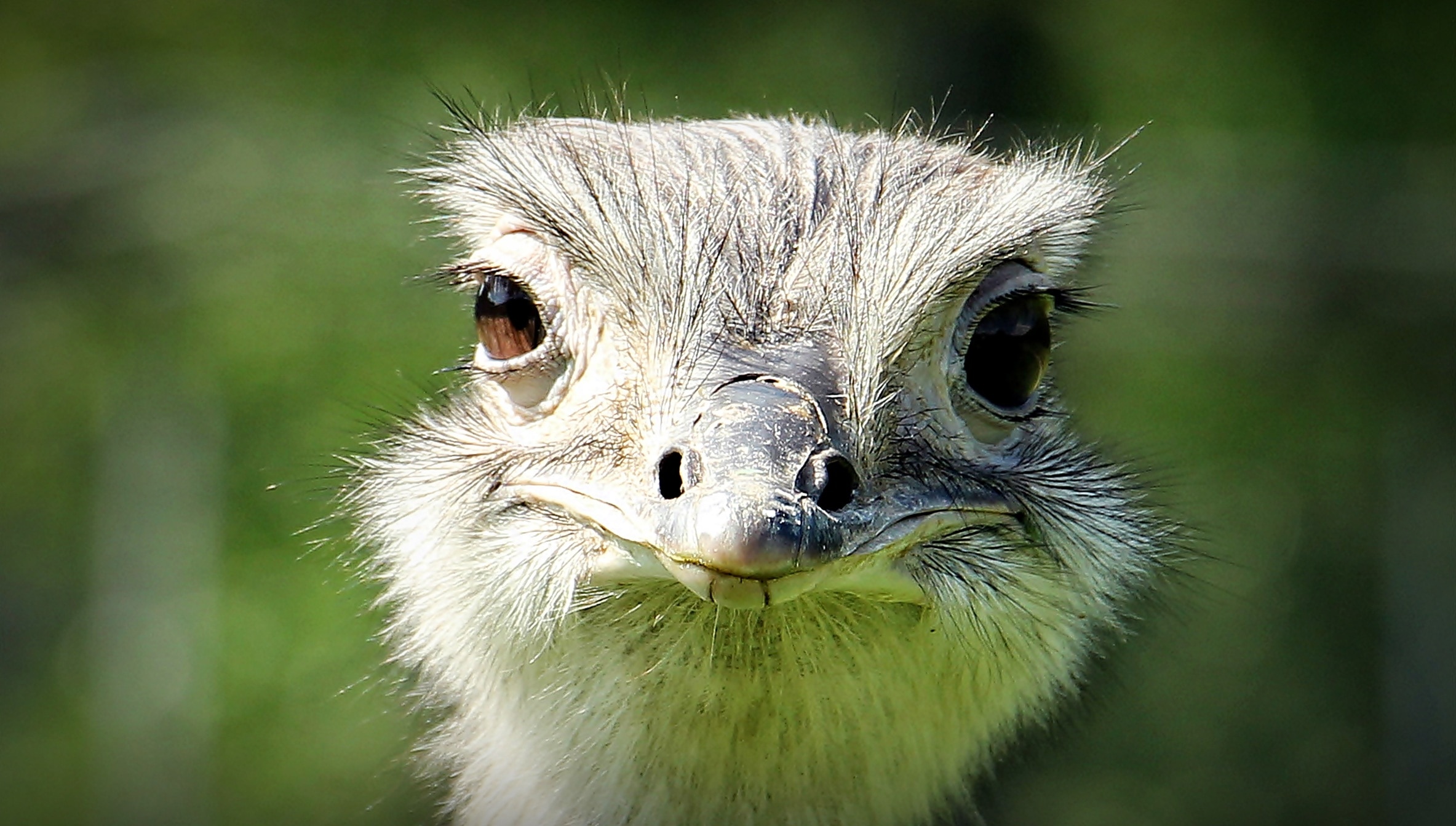 close-up photography of gray and white ostrich face