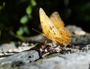 beige butterfly on ground thumbnail