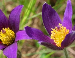 Nature, Pulsatille, Anemone, Flower, purple, flower thumbnail