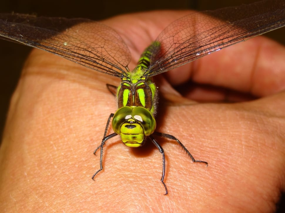 macro short photograph of green dragon fly perched on person's hand preview