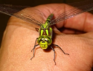 macro short photograph of green dragon fly perched on person's hand thumbnail