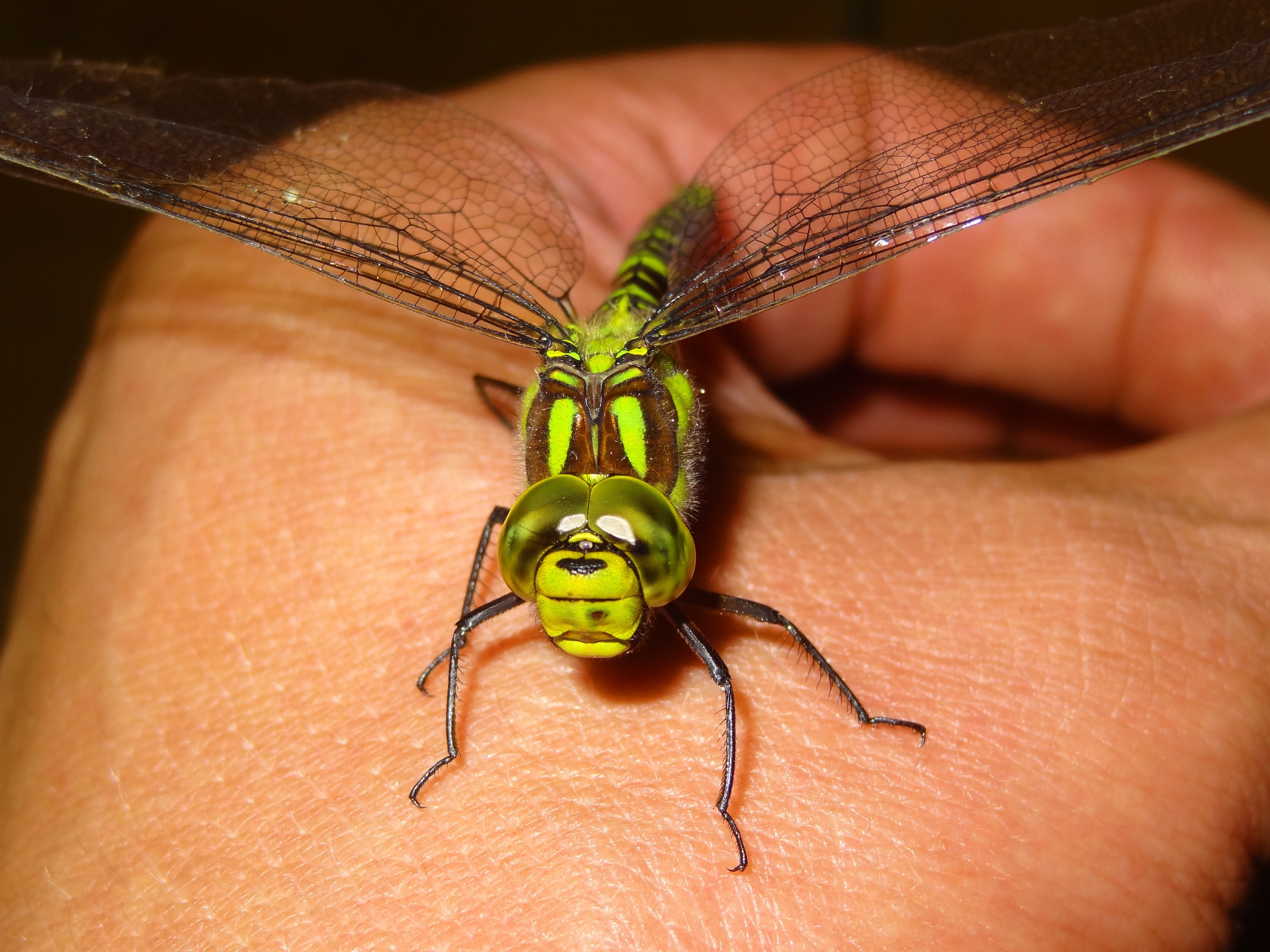 macro short photograph of green dragon fly perched on person's hand
