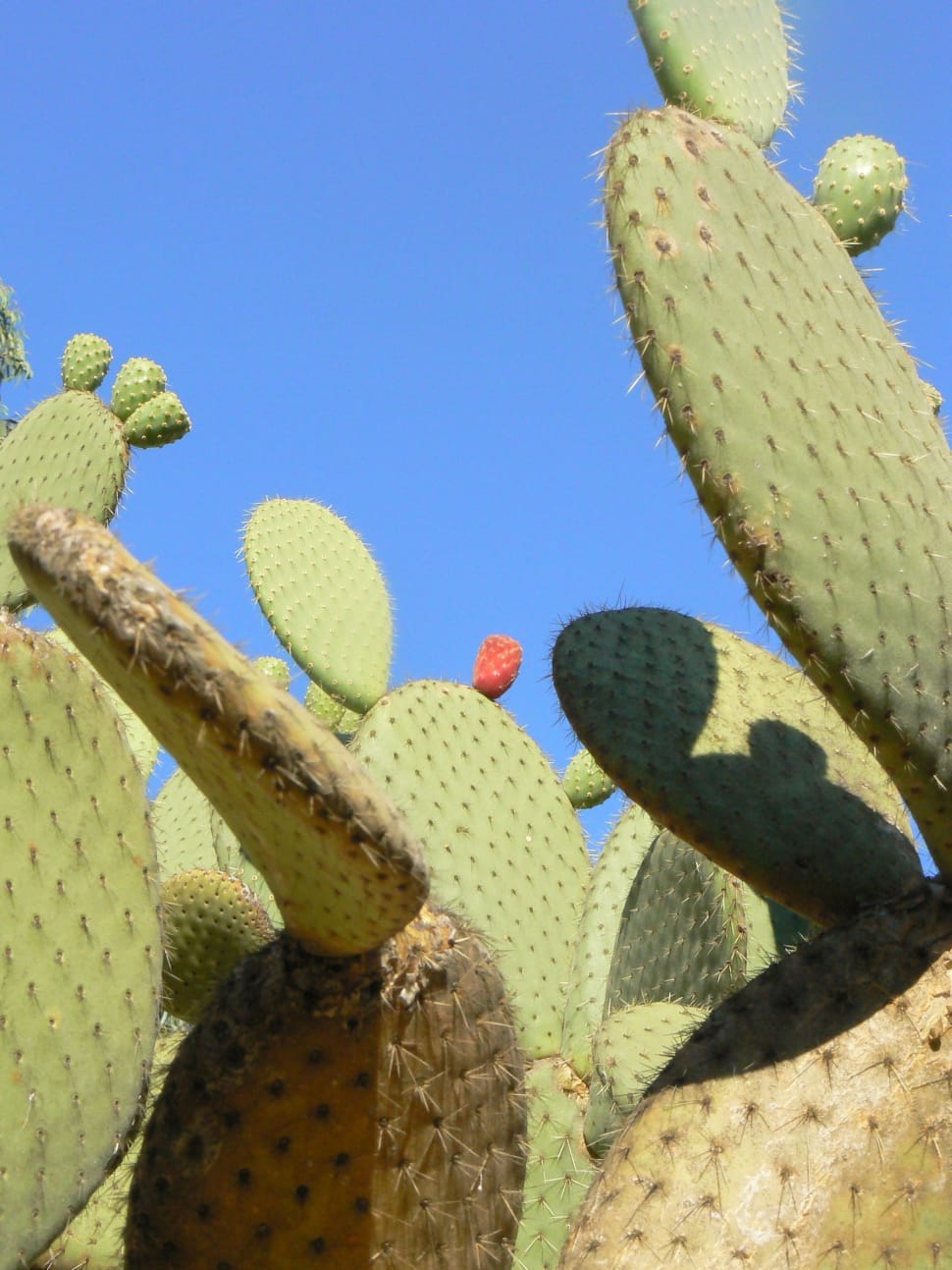 Botanical, Plant, Cactus, Succulent, cactus, growth preview