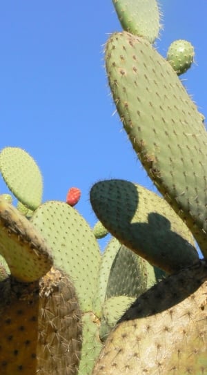 Botanical, Plant, Cactus, Succulent, cactus, growth thumbnail