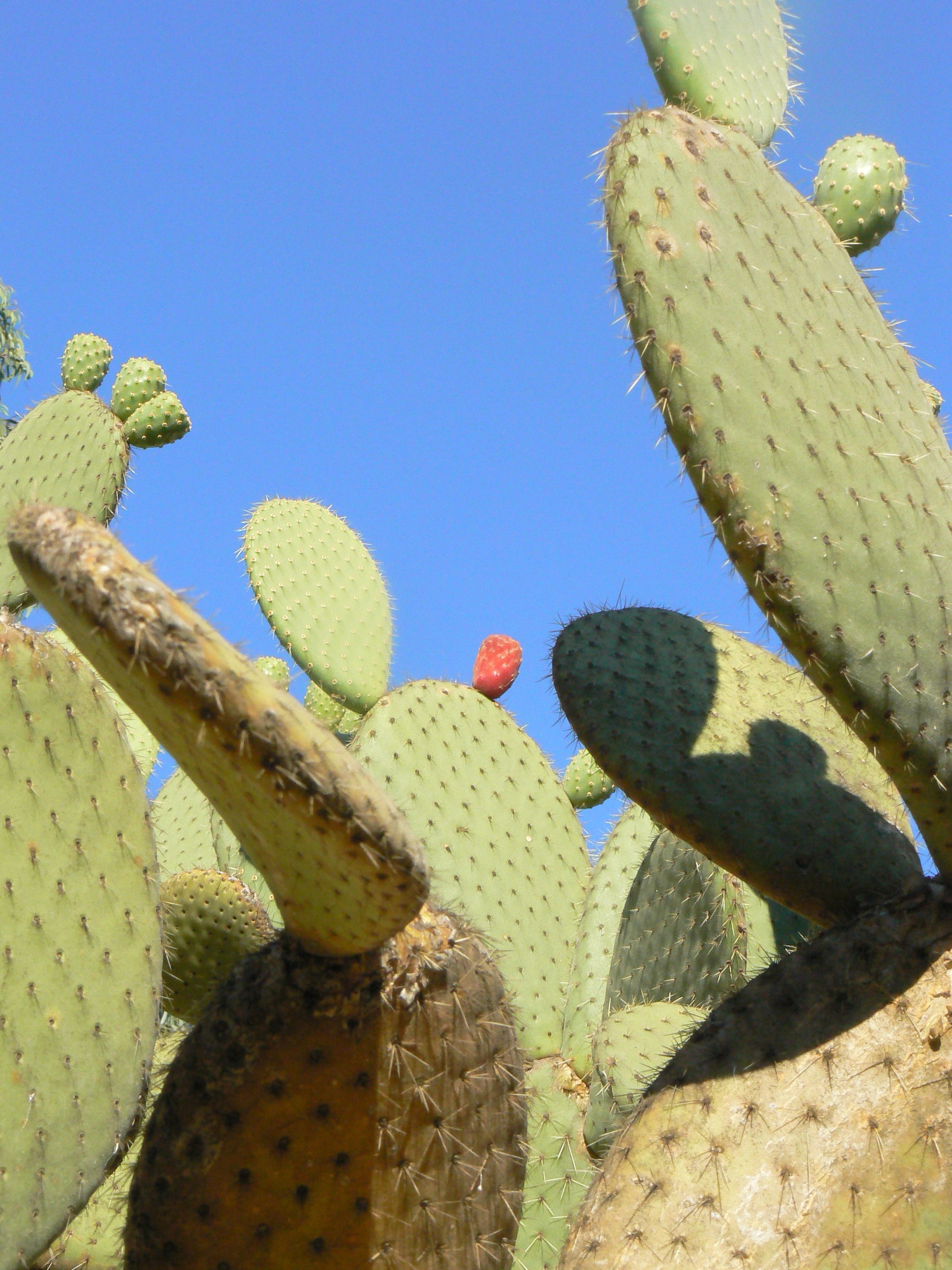 Botanical, Plant, Cactus, Succulent, cactus, growth