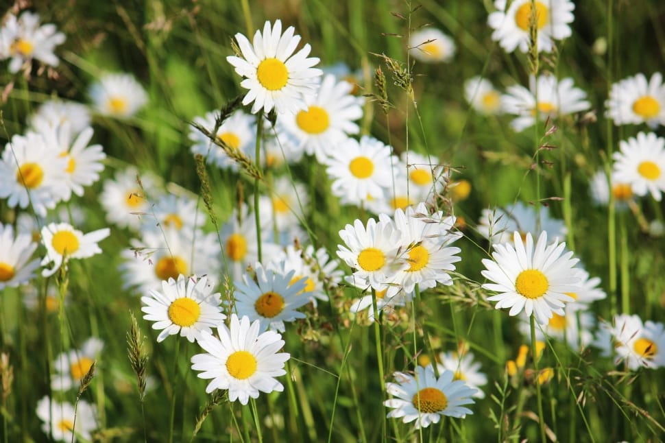 close up photography field of daisy flowers preview
