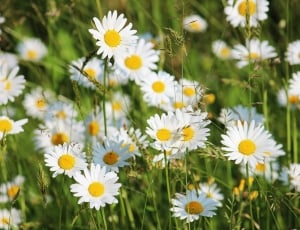 close up photography field of daisy flowers thumbnail
