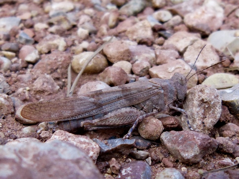 grasshopper in gray stones preview